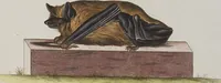 An illustration from (Tafelband 1): Theil 1 - 3 und Supplement 1 u. 2: Taf. I - CLXV (1775)