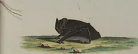 An illustration from (Tafelband 1): Theil 1 - 3 und Supplement 1 u. 2: Taf. I - CLXV (1775)