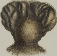 An illustration from (Tafelband 1): Theil 1 - 3 und Supplement 1 u. 2: Taf. I - CLXV (1775)