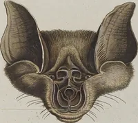 An illustration from (Tafelband 1): Theil 1 - 3 und Supplement 1 u. 2: Taf. I - CLXV (1775)