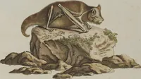 An illustration from (Tafelband 1): Theil 1 - 3 und Supplement 1 u. 2: Taf. I - CLXV (1775)