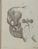 An illustration from (Tafelband 1): Theil 1 - 3 und Supplement 1 u. 2: Taf. I - CLXV (1775)