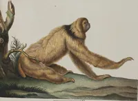 An illustration from (Tafelband 1): Theil 1 - 3 und Supplement 1 u. 2: Taf. I - CLXV (1775)