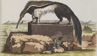 An illustration from (Tafelband 1): Theil 1 - 3 und Supplement 1 u. 2: Taf. I - CLXV (1775)