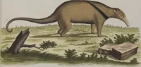 An illustration from (Tafelband 1): Theil 1 - 3 und Supplement 1 u. 2: Taf. I - CLXV (1775)