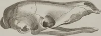 An illustration from (Tafelband 1): Theil 1 - 3 und Supplement 1 u. 2: Taf. I - CLXV (1775)