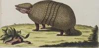 An illustration from (Tafelband 1): Theil 1 - 3 und Supplement 1 u. 2: Taf. I - CLXV (1775)