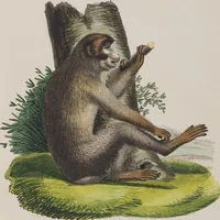 An illustration from (Tafelband 1): Theil 1 - 3 und Supplement 1 u. 2: Taf. I - CLXV (1775)