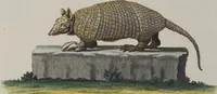 An illustration from (Tafelband 1): Theil 1 - 3 und Supplement 1 u. 2: Taf. I - CLXV (1775)