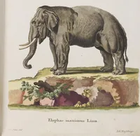 An illustration from (Tafelband 1): Theil 1 - 3 und Supplement 1 u. 2: Taf. I - CLXV (1775)