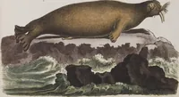 An illustration from (Tafelband 1): Theil 1 - 3 und Supplement 1 u. 2: Taf. I - CLXV (1775)