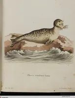 An illustration from (Tafelband 1): Theil 1 - 3 und Supplement 1 u. 2: Taf. I - CLXV (1775)