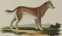 An illustration from (Tafelband 1): Theil 1 - 3 und Supplement 1 u. 2: Taf. I - CLXV (1775)
