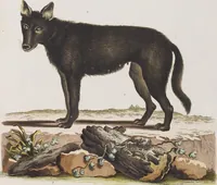 An illustration from (Tafelband 1): Theil 1 - 3 und Supplement 1 u. 2: Taf. I - CLXV (1775)