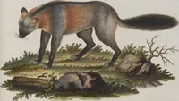 An illustration from (Tafelband 1): Theil 1 - 3 und Supplement 1 u. 2: Taf. I - CLXV (1775)