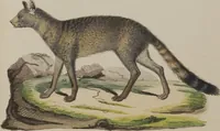 An illustration from (Tafelband 1): Theil 1 - 3 und Supplement 1 u. 2: Taf. I - CLXV (1775)