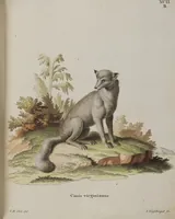 An illustration from (Tafelband 1): Theil 1 - 3 und Supplement 1 u. 2: Taf. I - CLXV (1775)