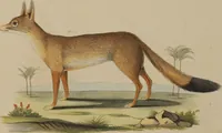 An illustration from (Tafelband 1): Theil 1 - 3 und Supplement 1 u. 2: Taf. I - CLXV (1775)