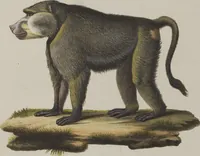An illustration from (Tafelband 1): Theil 1 - 3 und Supplement 1 u. 2: Taf. I - CLXV (1775)
