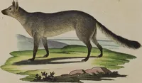 An illustration from (Tafelband 1): Theil 1 - 3 und Supplement 1 u. 2: Taf. I - CLXV (1775)