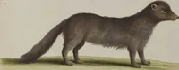 An illustration from (Tafelband 1): Theil 1 - 3 und Supplement 1 u. 2: Taf. I - CLXV (1775)