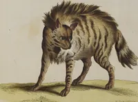 An illustration from (Tafelband 1): Theil 1 - 3 und Supplement 1 u. 2: Taf. I - CLXV (1775)