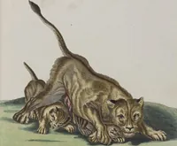 An illustration from (Tafelband 1): Theil 1 - 3 und Supplement 1 u. 2: Taf. I - CLXV (1775)