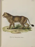 An illustration from (Tafelband 1): Theil 1 - 3 und Supplement 1 u. 2: Taf. I - CLXV (1775)