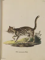 An illustration from (Tafelband 1): Theil 1 - 3 und Supplement 1 u. 2: Taf. I - CLXV (1775)