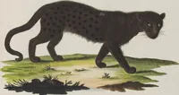 An illustration from (Tafelband 1): Theil 1 - 3 und Supplement 1 u. 2: Taf. I - CLXV (1775)