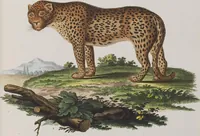 An illustration from (Tafelband 1): Theil 1 - 3 und Supplement 1 u. 2: Taf. I - CLXV (1775)
