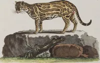 An illustration from (Tafelband 1): Theil 1 - 3 und Supplement 1 u. 2: Taf. I - CLXV (1775)