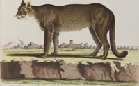 An illustration from (Tafelband 1): Theil 1 - 3 und Supplement 1 u. 2: Taf. I - CLXV (1775)