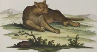An illustration from (Tafelband 1): Theil 1 - 3 und Supplement 1 u. 2: Taf. I - CLXV (1775)