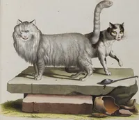 An illustration from (Tafelband 1): Theil 1 - 3 und Supplement 1 u. 2: Taf. I - CLXV (1775)