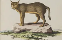 An illustration from (Tafelband 1): Theil 1 - 3 und Supplement 1 u. 2: Taf. I - CLXV (1775)