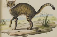 An illustration from (Tafelband 1): Theil 1 - 3 und Supplement 1 u. 2: Taf. I - CLXV (1775)