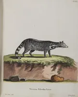 An illustration from (Tafelband 1): Theil 1 - 3 und Supplement 1 u. 2: Taf. I - CLXV (1775)