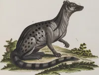 An illustration from (Tafelband 1): Theil 1 - 3 und Supplement 1 u. 2: Taf. I - CLXV (1775)