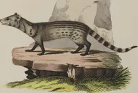 An illustration from (Tafelband 1): Theil 1 - 3 und Supplement 1 u. 2: Taf. I - CLXV (1775)