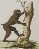 An illustration from (Tafelband 1): Theil 1 - 3 und Supplement 1 u. 2: Taf. I - CLXV (1775)