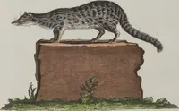 An illustration from (Tafelband 1): Theil 1 - 3 und Supplement 1 u. 2: Taf. I - CLXV (1775)