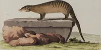 An illustration from (Tafelband 1): Theil 1 - 3 und Supplement 1 u. 2: Taf. I - CLXV (1775)