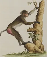 An illustration from (Tafelband 1): Theil 1 - 3 und Supplement 1 u. 2: Taf. I - CLXV (1775)