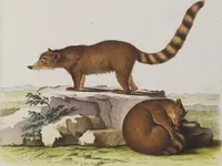 An illustration from (Tafelband 1): Theil 1 - 3 und Supplement 1 u. 2: Taf. I - CLXV (1775)