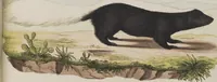 An illustration from (Tafelband 1): Theil 1 - 3 und Supplement 1 u. 2: Taf. I - CLXV (1775)