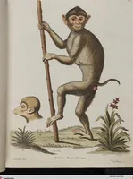An illustration from (Tafelband 1): Theil 1 - 3 und Supplement 1 u. 2: Taf. I - CLXV (1775)