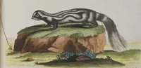 An illustration from (Tafelband 1): Theil 1 - 3 und Supplement 1 u. 2: Taf. I - CLXV (1775)