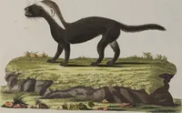 An illustration from (Tafelband 1): Theil 1 - 3 und Supplement 1 u. 2: Taf. I - CLXV (1775)