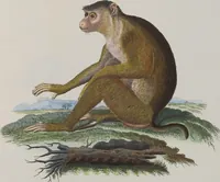 An illustration from (Tafelband 1): Theil 1 - 3 und Supplement 1 u. 2: Taf. I - CLXV (1775)